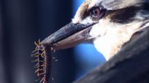 A Kookaburra Flies Off With Prey In His Beak