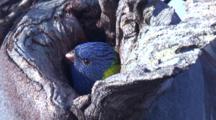 A Lorikeet Chick Has A Peep Out Of Its Nest Hole