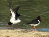 A Pied Oystercatcher Stretches Its Wings On A Beach