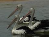 Australian Pelicans Gather On The Water Of An Inlet