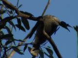 A Noisy Friarbird Preens, Calls, And Flies Off A Treetop