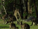 Kangaroos Hop Past Others On The Margin Of A Forest
