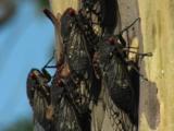 A Closer Look At Red Eye Cicadas On A Tree Trunk