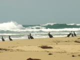 Great Cormorants Gather On A Beach