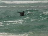 A Cormorant Flies Over Waves Along The Shore