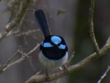 A Fairy-Wren Male, Perched, Has A Good Look Around