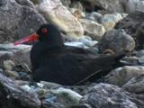A Sooty Oystercatcher Incubates Its Eggs Among Pebbles