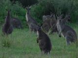 Kangaroos Hop In To Join A Group