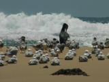 Seabirds On A Beach Wait For Better Conditions To Hunt
