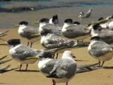 Crested Terns Gather On A Beach