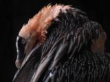 The Bearded Vulture Is The Largest Bird In The European Alps
