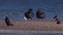 Water Birds Rest On A Mudbank At The Receding Tide