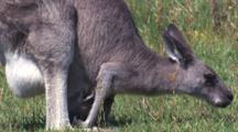 A Kangaroo Mother Grazes With Her Joey In The Pouch