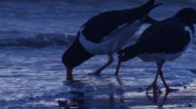 Oystercatchers Gather And Forage On A Beach