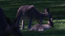 A Kangaroo Joey Has A Lie Down, While Mother Grazes