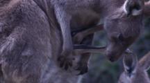 A Kangaroo Joey Sticks Its Legs Out Of The Mothers' Pouch