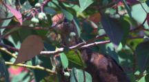 A Brown Cuckoo-Dove Eats The Berries Of A Bush