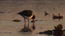 Pied Oystercatchers Forage In Shallow Water At Sunset