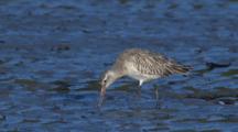 A Bar-Tailed Godwit Forages On A Mudflat