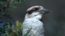 A Kookaburra, Perched, Carefully Observes The Surroundings