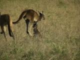 Several Western Grey Kangaroos Hop Away