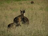 Several Western Grey Kangaroos Become Aware Of A Disturbance