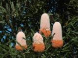 Banksia Cones Sway In The Wind