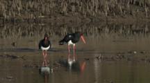 Two Pied Oystercatchers Forage On A Mudflat