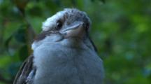 The Sharp Eyes Of A Kookaburra Try To Detect Prey On The Ground