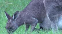 A Female Kangaroo Grazes With Its Joey In The Pouch