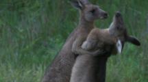 Two Young Male Kangaroos Engage In A Harmless Tackle