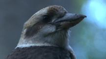 A Kookaburra, Perched, Patiently Watches Out For Prey