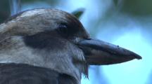 A Kookaburra, Perched, Detects Prey On The Ground And Flies Down
