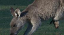 A Grazing Kangaroo Moves On With A Joey In The Pouch