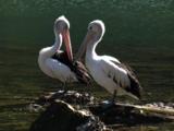 Two Pelicans Preen, Perched On Rocks In The Water
