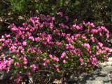 Native Roses Flourish In Heathland Areas