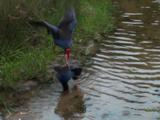Purple Swamphen Mate In The Shallows Of A River