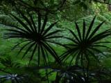 Silhouetted Palm Fronds At The Margin Of A Rainforest