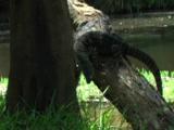 A Lace Monitor Descends From A Tree Near A River