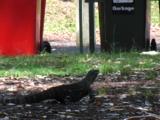 Lace Monitors Search Picnic Areas For Food Leftovers