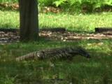 A Lace Monitor Searches For Bbq Leftovers