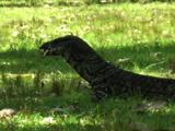 A Lace Monitor Finds Interest In An Empty Shashlik Stick