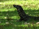 A Lace Monitor Indulges Himself With A Piece Of Lemon