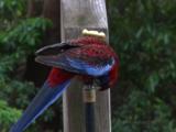 A Rosella Drinks From A Leaking Tap