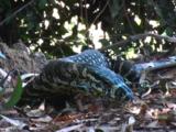 A Lace Monitor Forages At The Margin Of A Forest