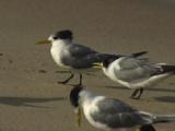 Crested Terns And Their Young Gather On A Beach