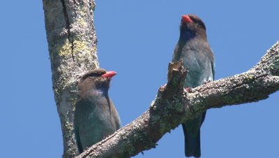 A pair of Dollarbirds rest on a branch
