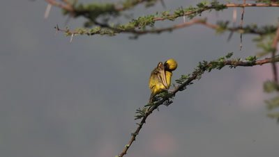 Speke's Weaver, ploceus spekei, Male in Flight, taking off from Branch, Bogoria Park in Kenya, Real Time