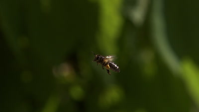 European Honey Bee, apis mellifera, Adult flying with  note full pollen baskets, Slow motion