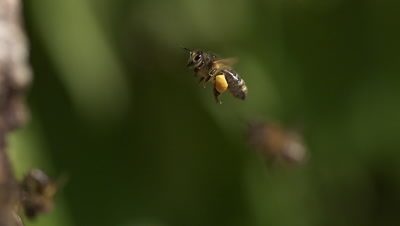 European Honey Bee, apis mellifera, Adult flying with  note full pollen baskets, Slow motion